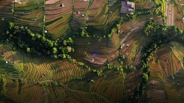 Exploring Sustainable Agriculture: Team Visit to Subak Bena